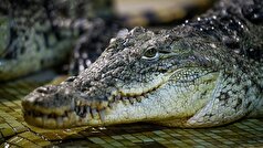 زنی در آمریکا برای خرید فرش، یک تمساح عظیم الجثه را کشت.