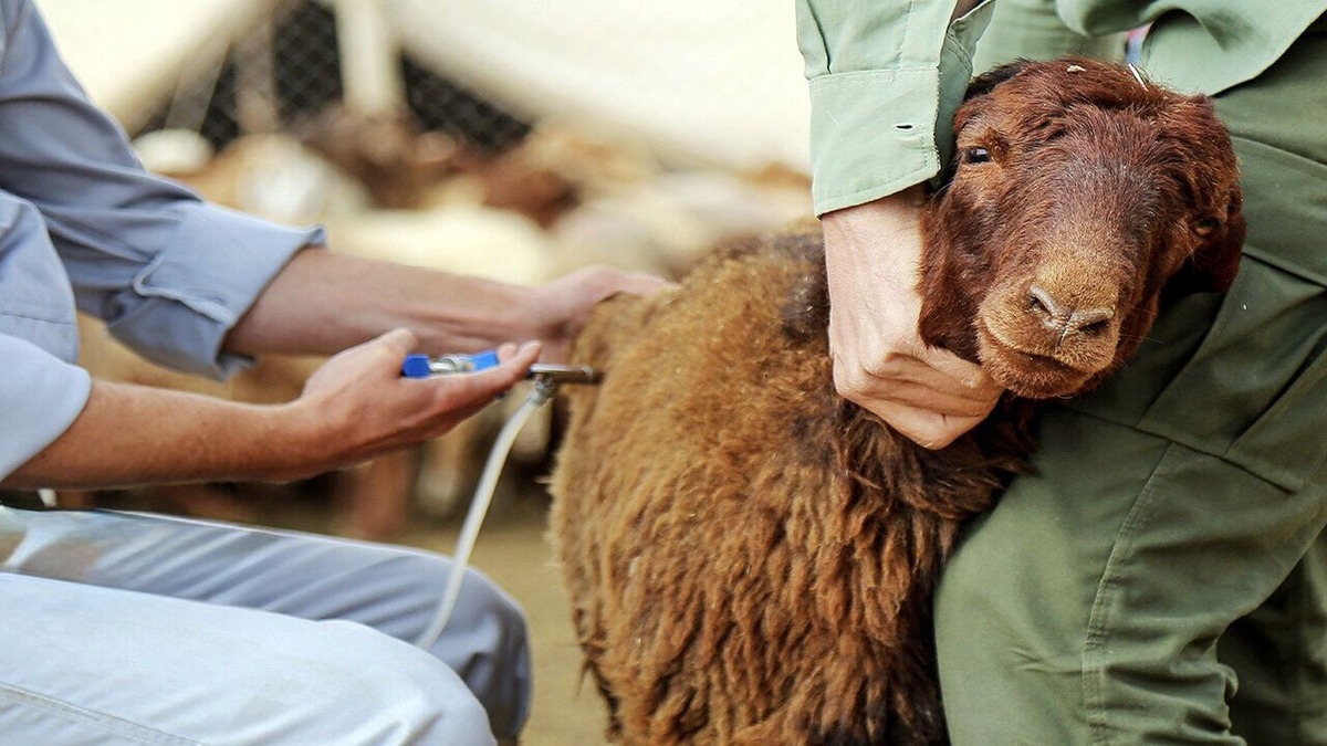 آیا تب برفکی به انسان منتقل می‌شود؟