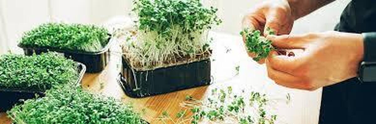 دانشمندان فواید سلامتی میکروگرین‌ها را آشکار کرده‌اند