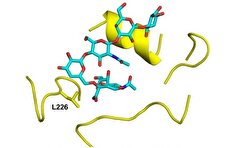 تغییرات جهشی در ویروس آنفولانزای مرغی ممکن است خطر انتقال به انسان را افزایش دهد