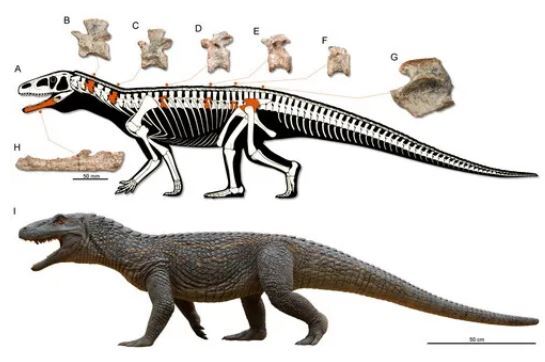 کشف بقایای کروکودیل گوشتخوار زرهدار که در زمان دایناسورها زندگی میکرد! کشف بقایای کروکودیل گوشتخوار زرهدار که در زمان دایناسورها زندگی میکرد!