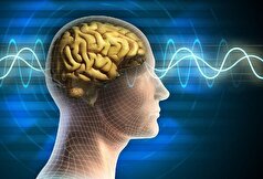 امکان شبیه سازی‌های جدید مغز فراهم شد!