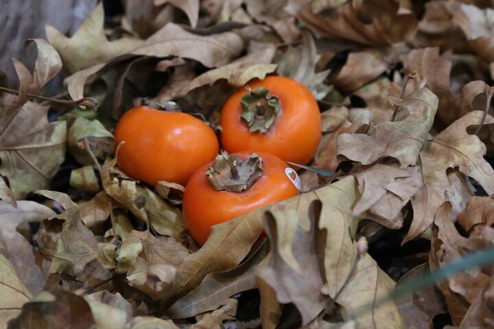 آشنایی با بعد خطرناک خرمالو! آشنایی با بعد خطرناک خرمالو!