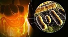 رژیم‌های غذایی سرشار از فیبر می‌توانند به کنترل عوارض جانبی آنتی‌بیوتیک‌ها بر روده کمک کنند