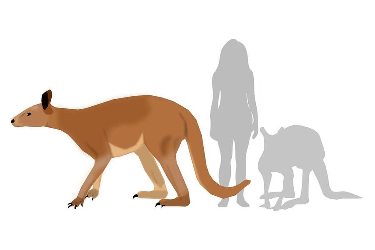 دانشمندان راز انقراض بزرگترین کانگورو‌های تاریخ زمین را کشف کردند