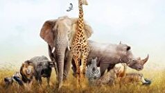 چرا بزرگ‌ترین جانوران خشکی جهان فقط در قاره سیاه زندگی می‌کنند؟