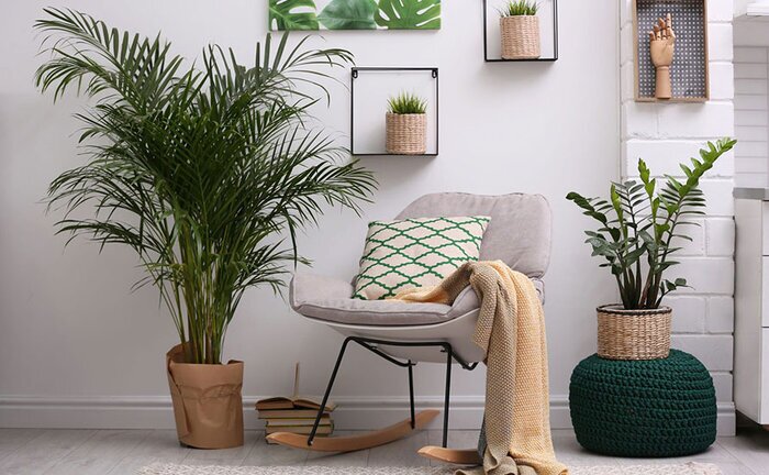 صفر تا صد دکوراسیون اصولی منزل با گیاهان آپارتمانی به سبک‌های مختلف