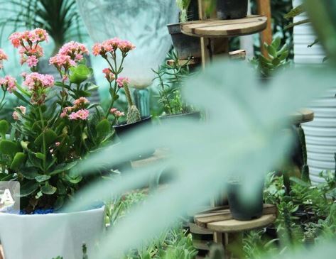 صفر تا صد دکوراسیون اصولی منزل با گیاهان آپارتمانی به سبک‌های مختلف