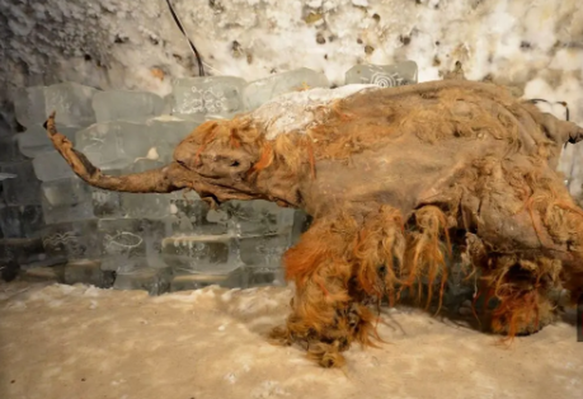 قدیمی‌ترین RNA دنیا از بقایای ماموت یخ‌زده استخراج شد!