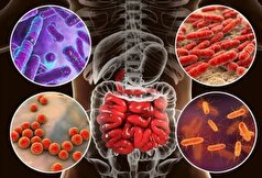 «میکروب‌های خوب» برای داشتن روده سالم کافی است؟