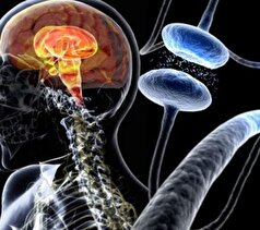 Neuron: بیماری پارکینسون از روده شروع می‌شود