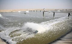 استان بوشهر قطب اول تولید میگوی پرورشی و جلبک کشور