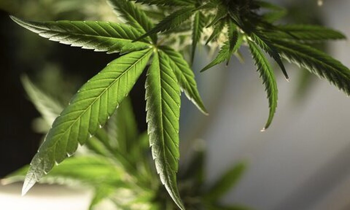 دود ماری‌جوانا خطر گسترش سرطان را به همراه دارد!