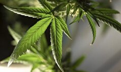 دود ماری‌جوانا خطر گسترش سرطان را به همراه دارد!