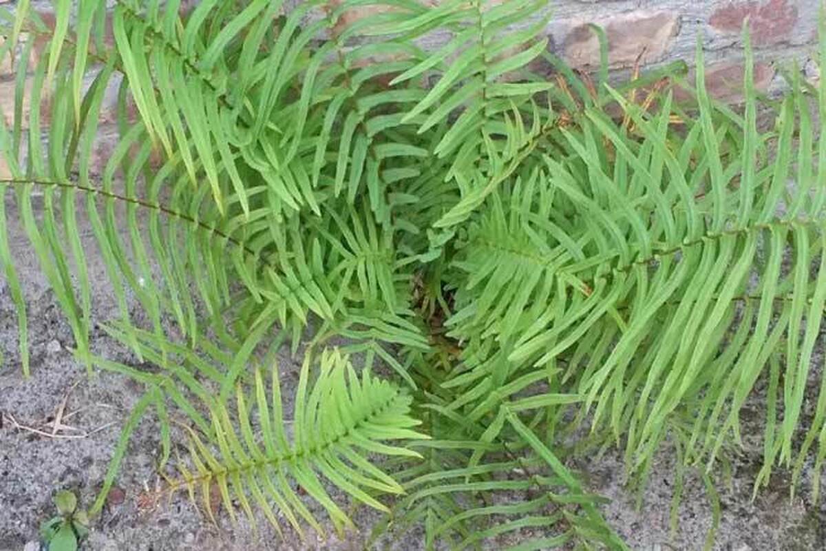 کشف نانوکریستال‌های مونازیت در گیاه سرخس!