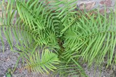 کشف نانوکریستال‌های مونازیت در گیاه سرخس!