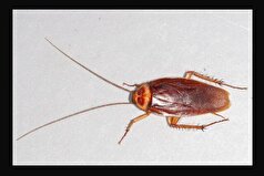 ارتباط بین میزان آلودگی ناشی از سوسک‌ها و افزایش سطح آلرژن‌ها!