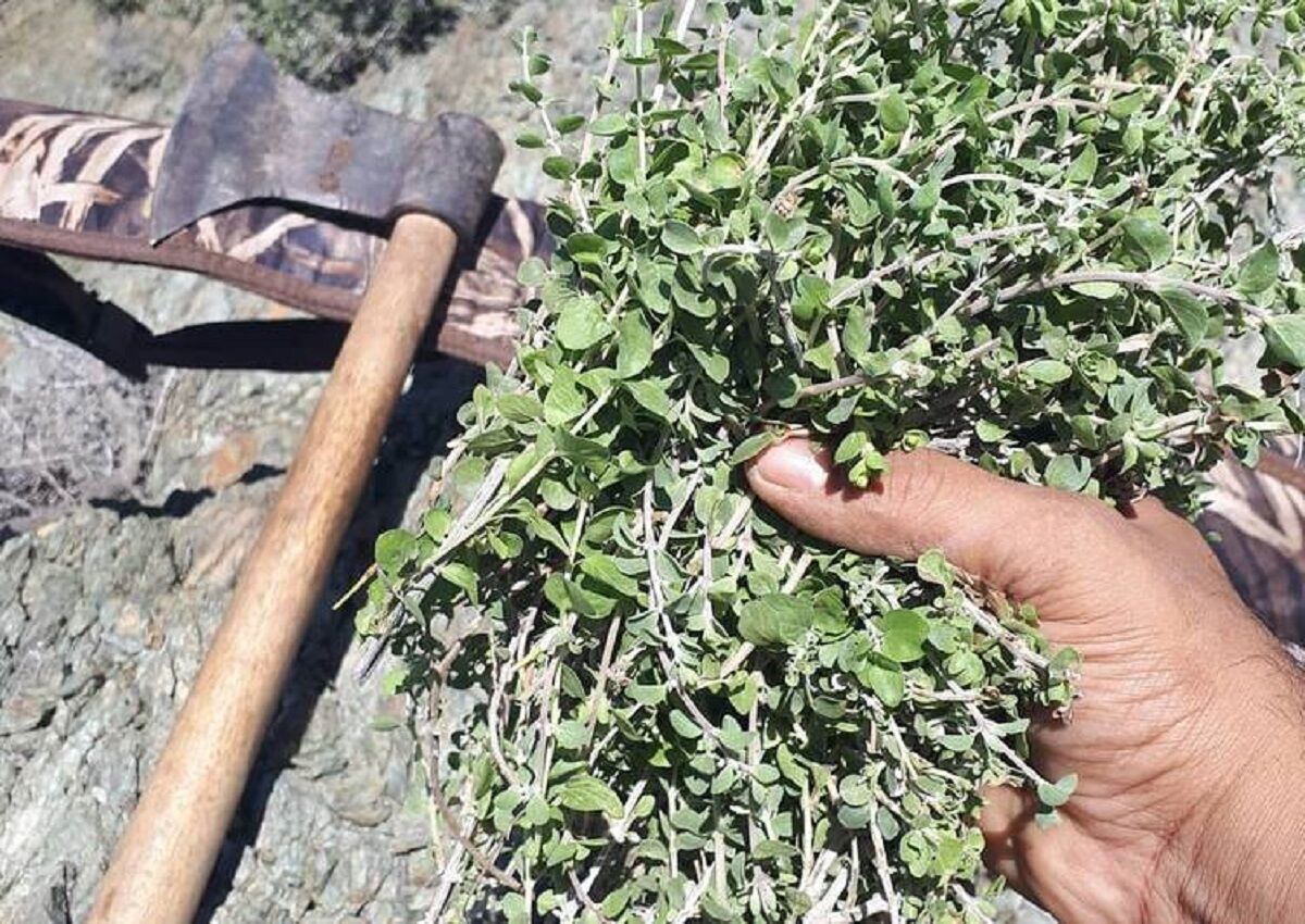 جریمه نقدی برای متخلف قاچاق ۷۴۵ کیلوگرم آویشن در کرمان