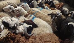 دستگیری ۲۰۴ سارق احشام و کشف ۷۹۷ رأس دام