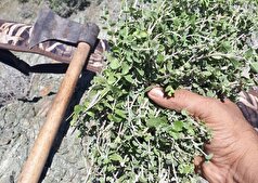 جریمه نقدی برای متخلف قاچاق ۷۴۵ کیلوگرم آویشن در کرمان