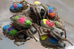 «عنکبوت‌های هیپی» آفریقایی با رفتار خود دانشمندان را شگفت‌زده کرده‌اند