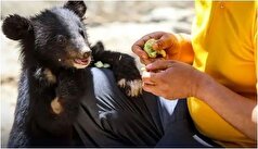 پیشگیری از شیوع آنفلوآنزا به انتقال حیوانات پارک پردیسان انجامید