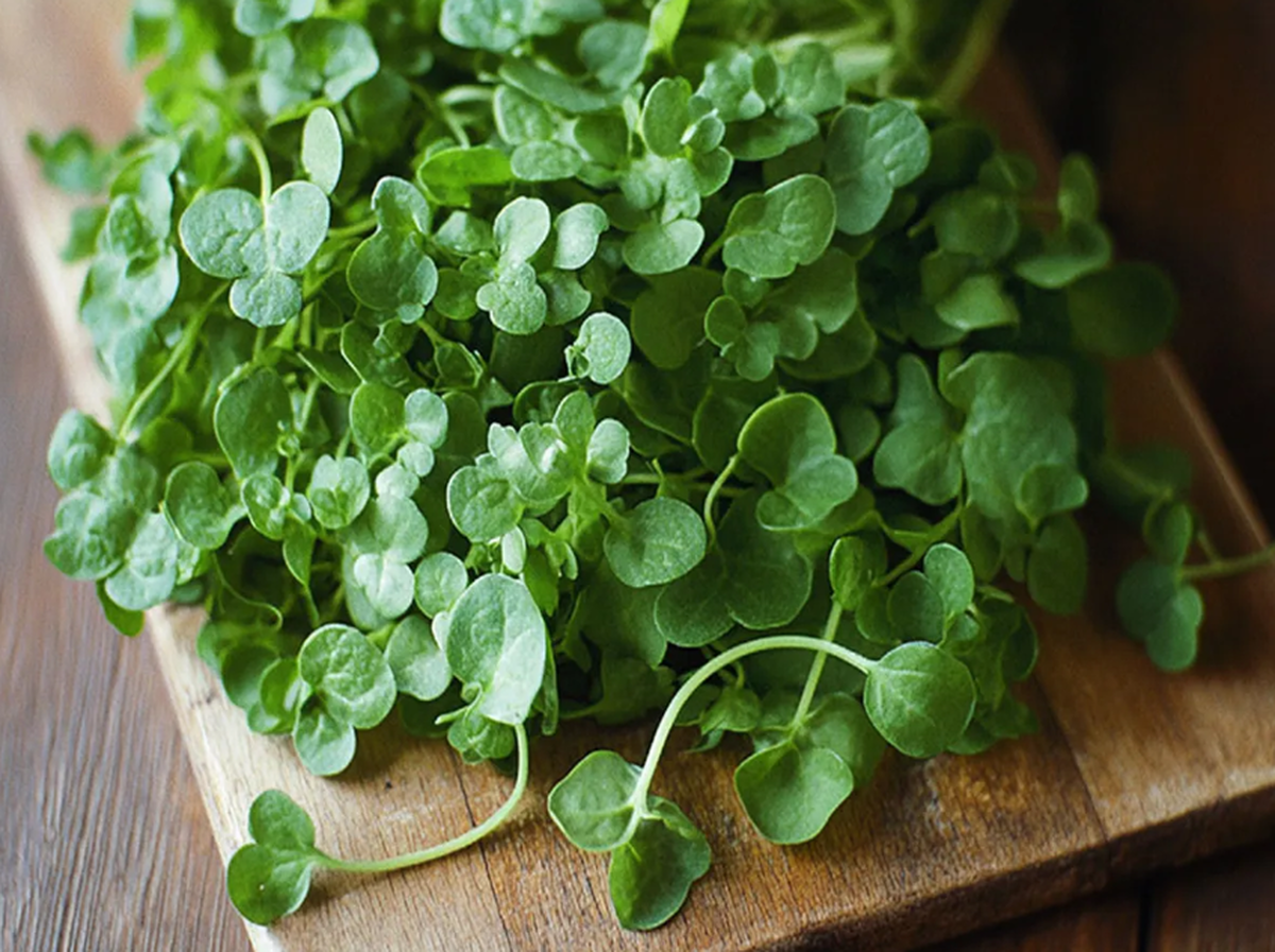 پزشکان سالم‌ترین سبزی را معرفی کرده‌اند