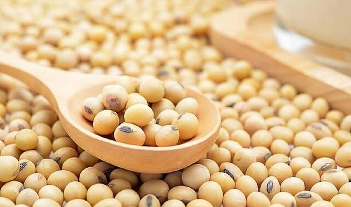 بازار چین روی خوش به سویای آمریکا نشان نداد