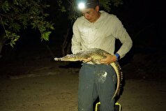 دانشمندان دو گونه جدید کروکودیل را در دریای کارائیب کشف کردند