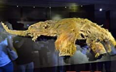 غول‌های پشمالو دوباره به زمین باز می‌گردند/کشف RNA از لاشه یک ماموت ۳۹ هزار ساله