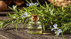 رشد مجدد مو به کمک روغن رزماری!