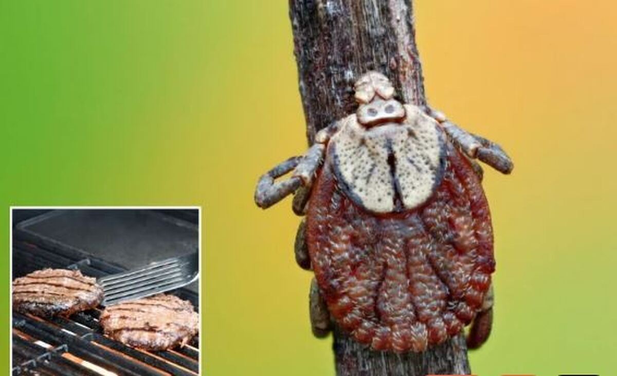 کنه «ستاره تنها» مظنون اصلی مرگ یک مرد آمریکایی بعد از خوردن همبرگر!