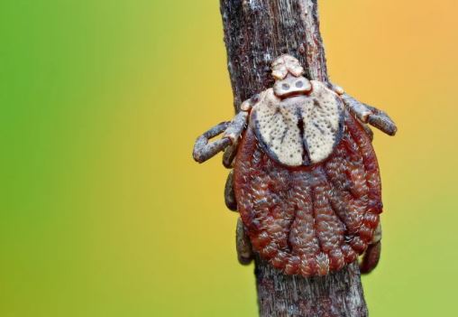 کنه «ستاره تنها» مظنون اصلی مرگ یک مرد آمریکایی بعد از خوردن همبرگر!