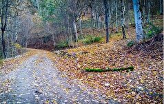 ورود دادگستری به ادعای مربوط به ساخت‌وساز غیرمجاز در جنگل‌های هیرکانی بابل
