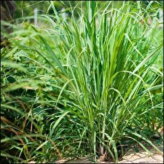 آغاز کشت گیاهان دارویی علف لیمو در ابوغویر دهلران