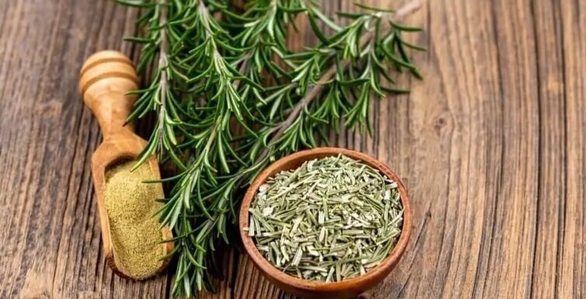 تاثیر روغن رزماری بر افزایش رشد مو