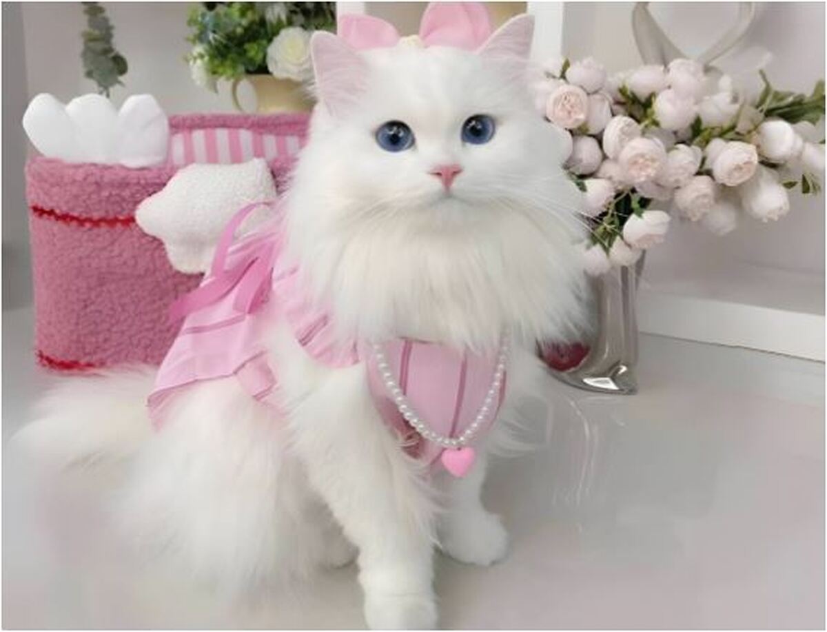 صاحبان این پت تا دو برابر بیشتر در خطر ابتلا به اسکیزوفرنی قرار دارند!