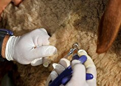 برای تامین پایدار واکسن‌های دامی به همکاری و مشارکت شرکت‌های دانش بنیان نیاز است