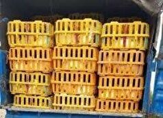 ۳۷۰۰ قطعه جوجه زنده فاقد مجوز حمل و بهداشت در رضوانشهر