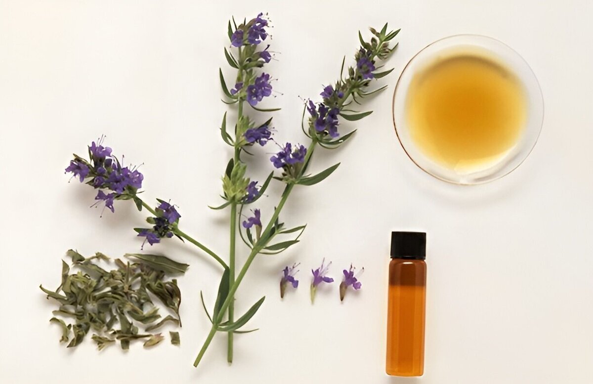 گیاه زوفاچیست؟ /موارد مصرف و نحوه استفاده