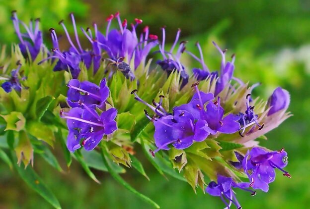 گیاه زوفاچیست؟ /موارد مصرف و نحوه استفاده