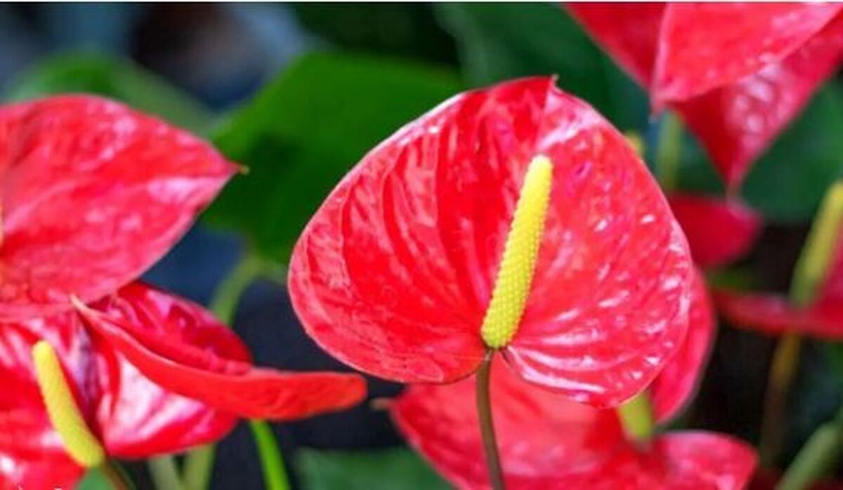 معرفی ۷ گیاه آپارتمانی که نمادی از عشق هستند