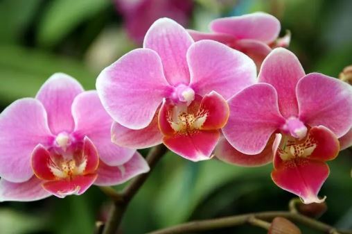 معرفی ۷ گیاه آپارتمانی که نمادی از عشق هستند معرفی ۷ گیاه آپارتمانی که نمادی از عشق هستند