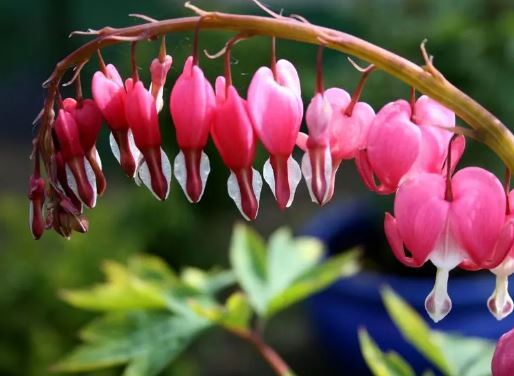 معرفی ۷ گیاه آپارتمانی که نمادی از عشق هستند معرفی ۷ گیاه آپارتمانی که نمادی از عشق هستند