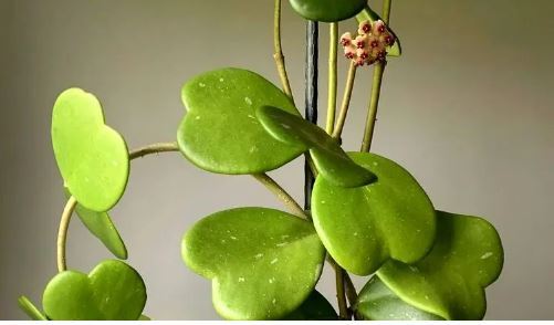 معرفی ۷ گیاه آپارتمانی که نمادی از عشق هستند معرفی ۷ گیاه آپارتمانی که نمادی از عشق هستند