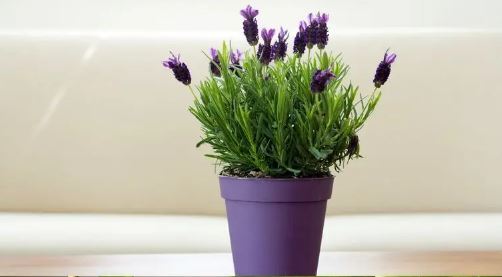 معرفی ۷ گیاه آپارتمانی که نمادی از عشق هستند معرفی ۷ گیاه آپارتمانی که نمادی از عشق هستند