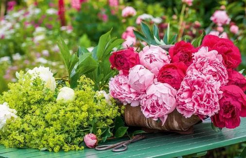 معرفی ۷ گیاه آپارتمانی که نمادی از عشق هستند معرفی ۷ گیاه آپارتمانی که نمادی از عشق هستند