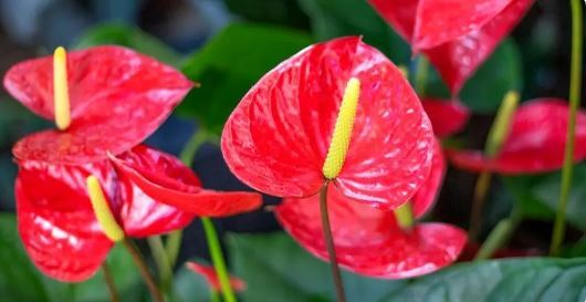 معرفی ۷ گیاه آپارتمانی که نمادی از عشق هستند معرفی ۷ گیاه آپارتمانی که نمادی از عشق هستند