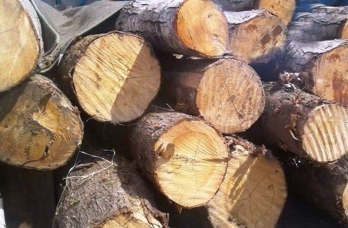 قاچاق محموله ۱۰ تنی چوب درختان بلوط به بن بست خورد