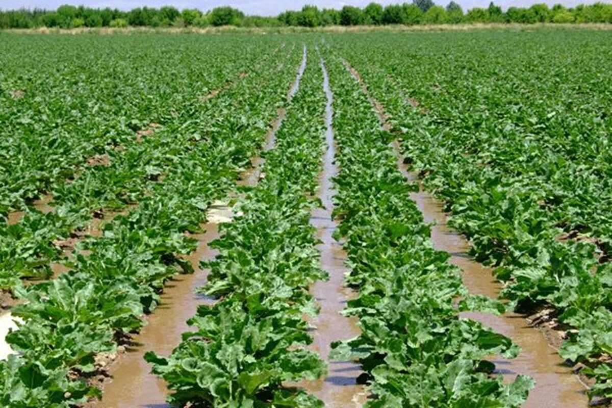 پیش‌بینی وزارت جهاد کشاورزی از تولید چغندرقند در سال زراعی ۱۴۰۵-۱۴۰۴